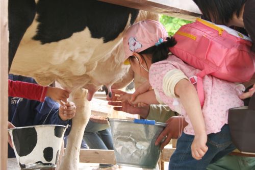 乳搾り教室