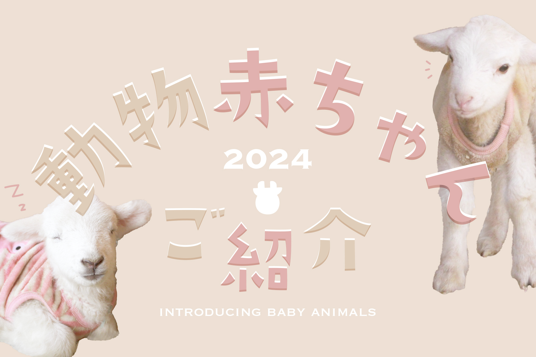 2024動物赤ちゃん（ヒツジ）ご紹介