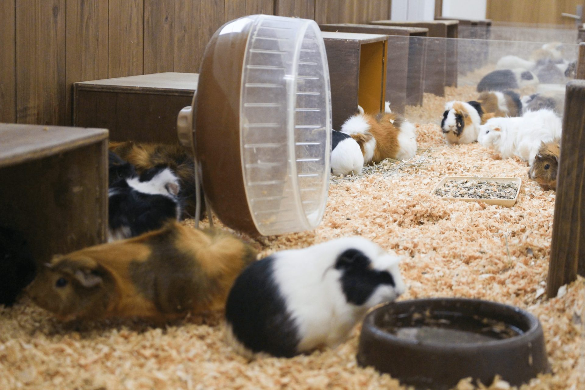 動物見学
