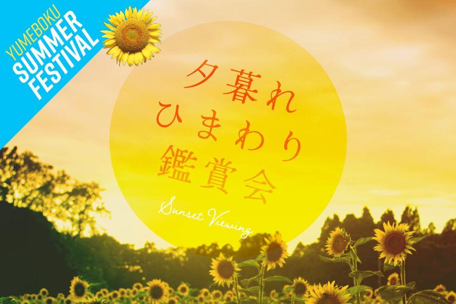 夕暮れひまわり鑑賞会