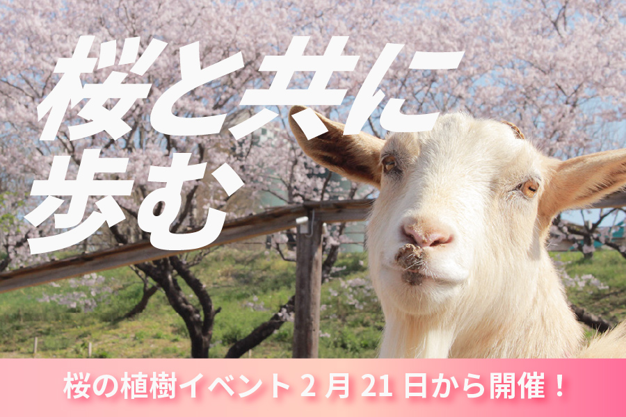 桜植樹イベント