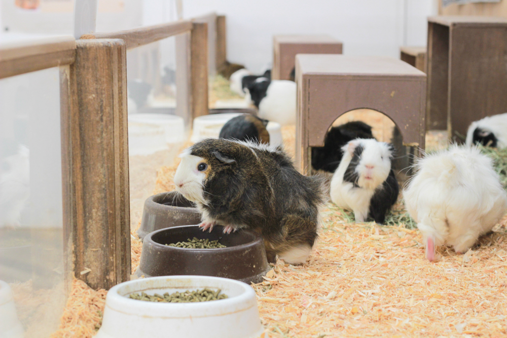 動物見学