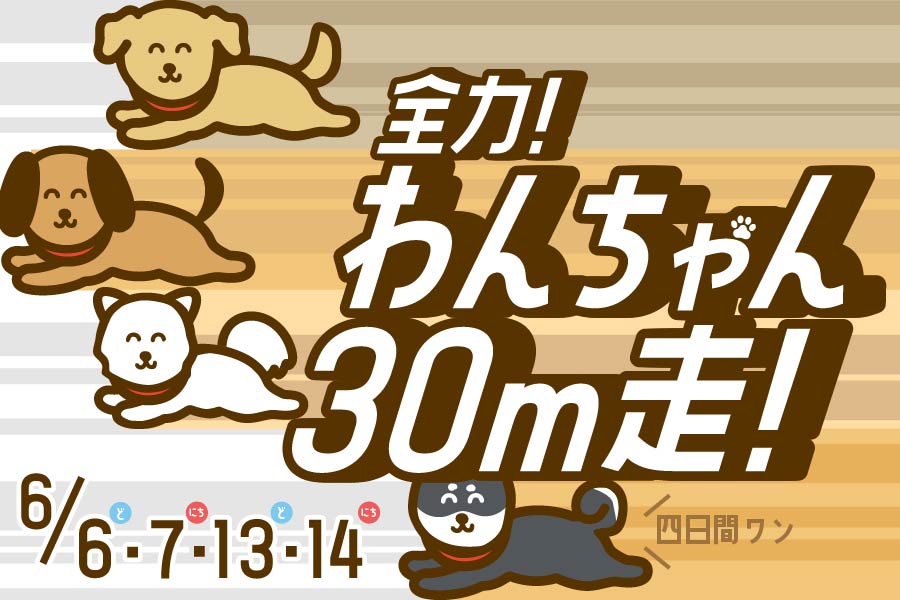全力！わんちゃん３０Ｍ走