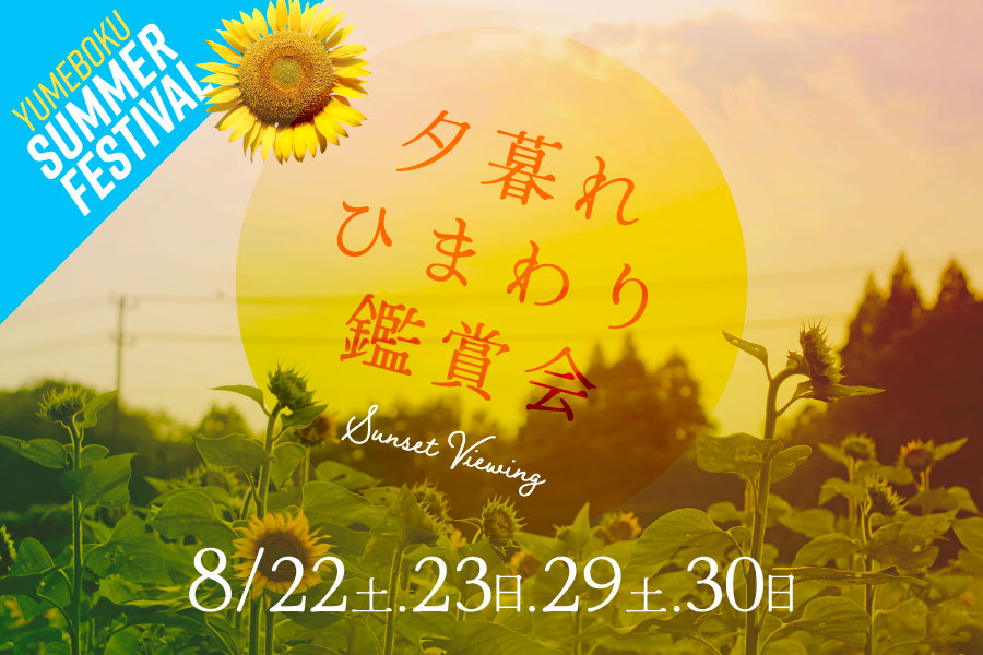 夕暮れひまわり鑑賞会