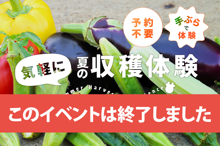 夏野菜収穫体験