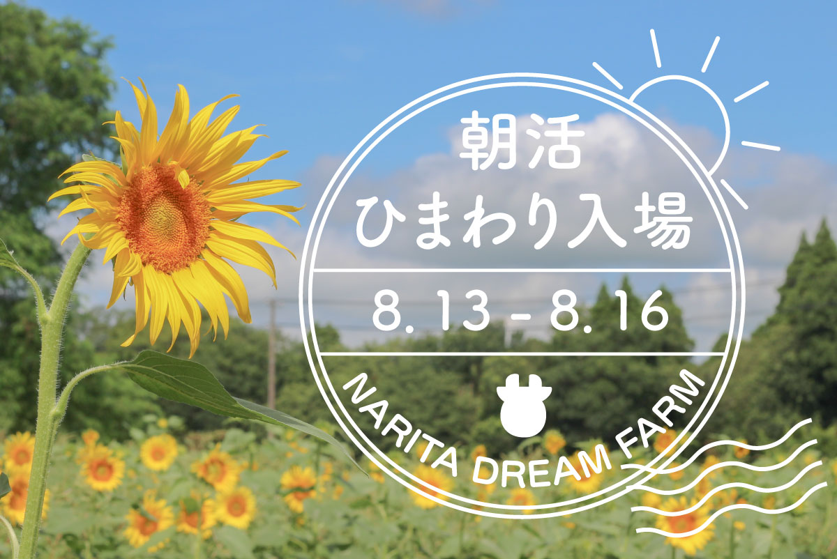 朝活ひまわり入場